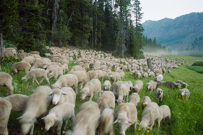 Flocks of sheep in Montana’s Absaroka-Beartooth mountains