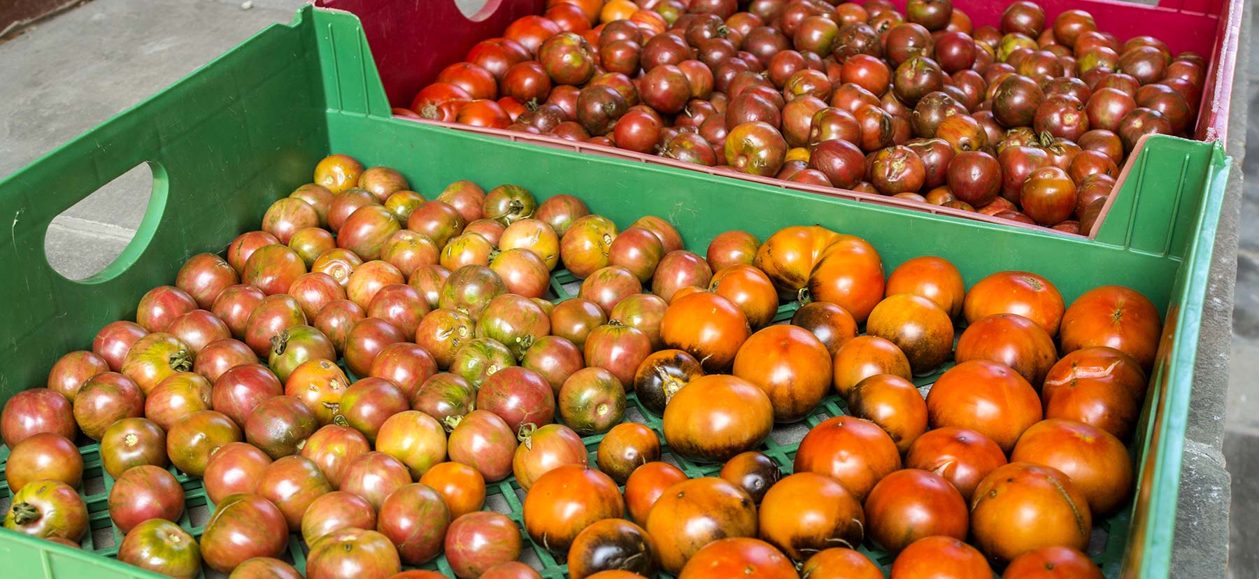 Hundreds of freshly harvested tomatoes grown on campus