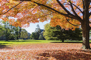 haverford college tree tour