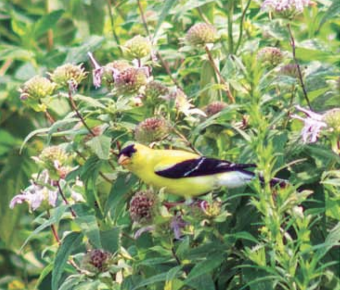 pollinator garden