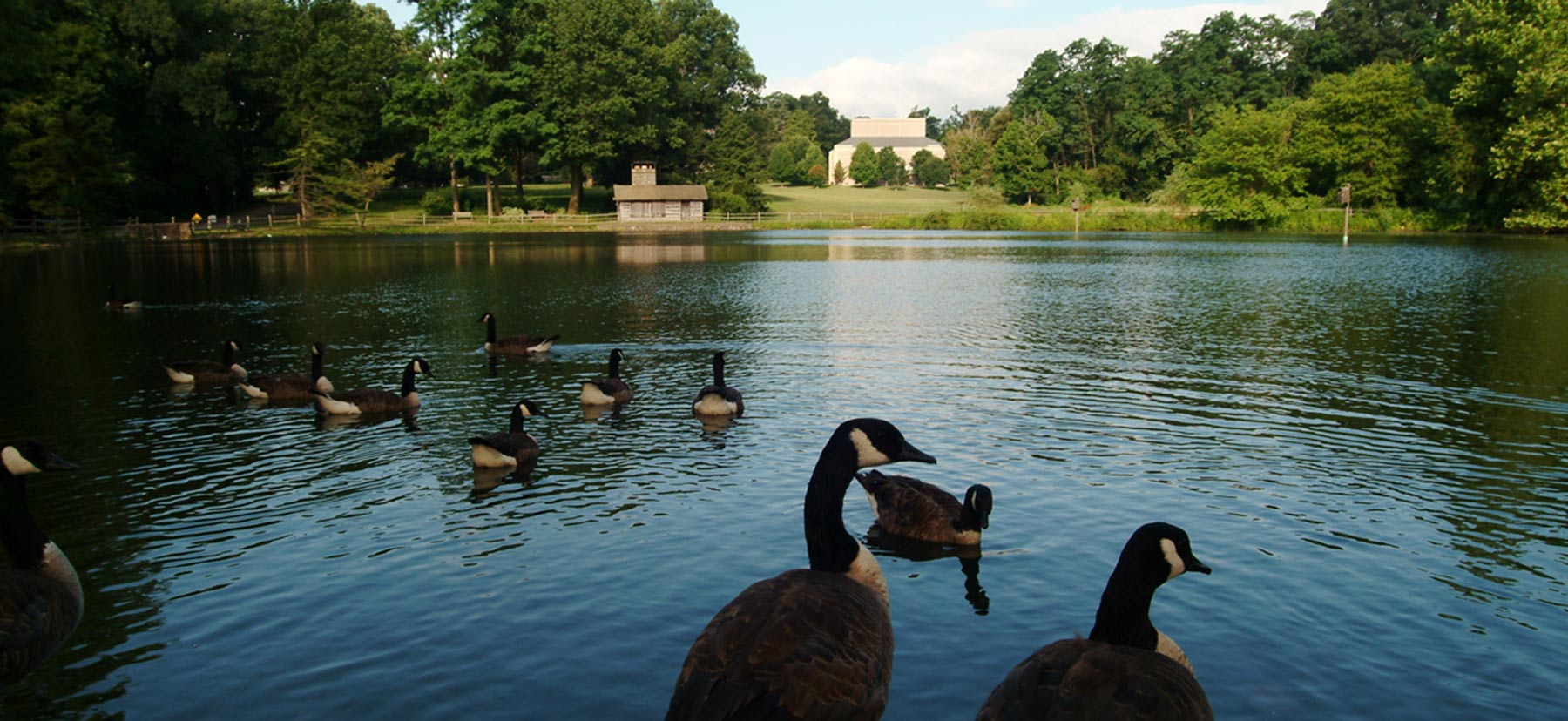 Ducks at the Duck Pond