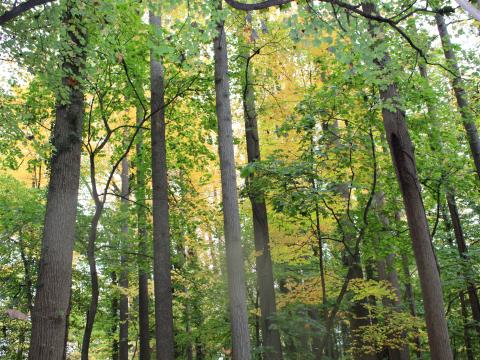 Arboretum Haverford College