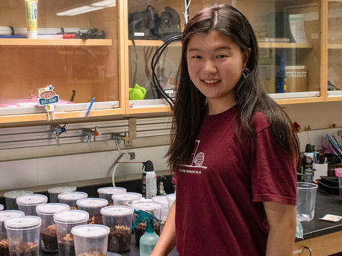 Haitong Lian stands in front of a row of quart-sized plastic containers that serve as homes for the Carolina wolf spiders she's studying this summer. 