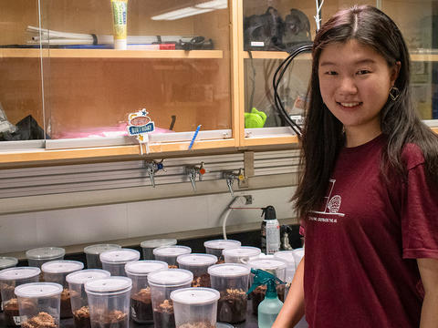Haitong Lian stands in front of a row of quart-sized plastic containers that serve as homes for the Carolina wolf spiders she's studying this summer. 
