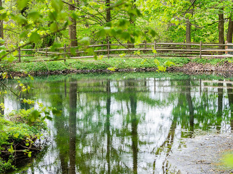 A picture of the upper duck pond shows trees reflected in the water there.