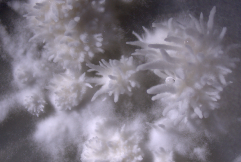 What looks like white fuzzy coral, but is actually fungi