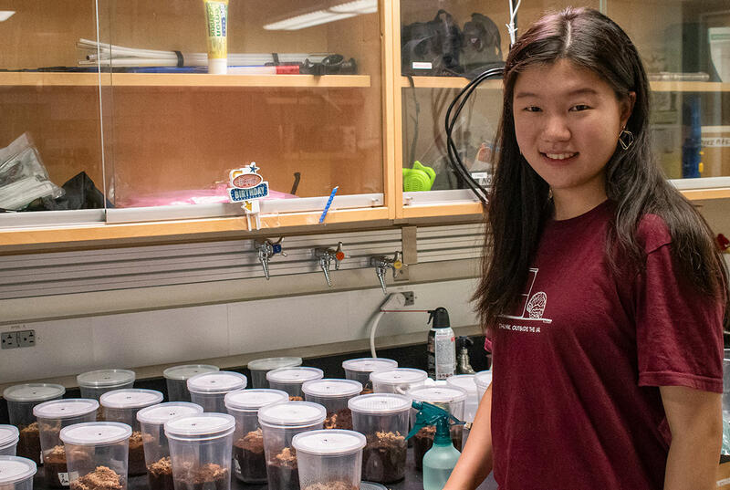 Haitong Lian stands in front of a row of quart-sized plastic containers that serve as homes for the Carolina wolf spiders she's studying this summer. 