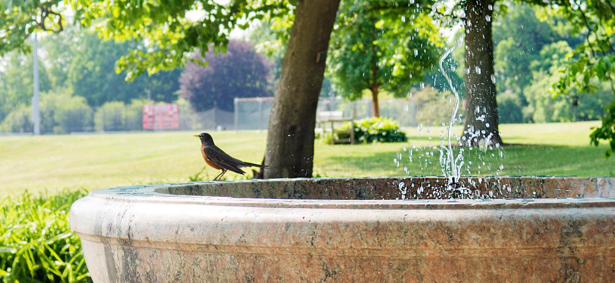 A robin perched on the edge of a birdbath