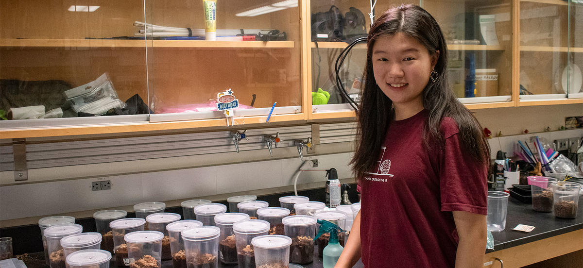 Haitong Lian stands in front of a row of quart-sized plastic containers that serve as homes for the Carolina wolf spiders she's studying this summer. 