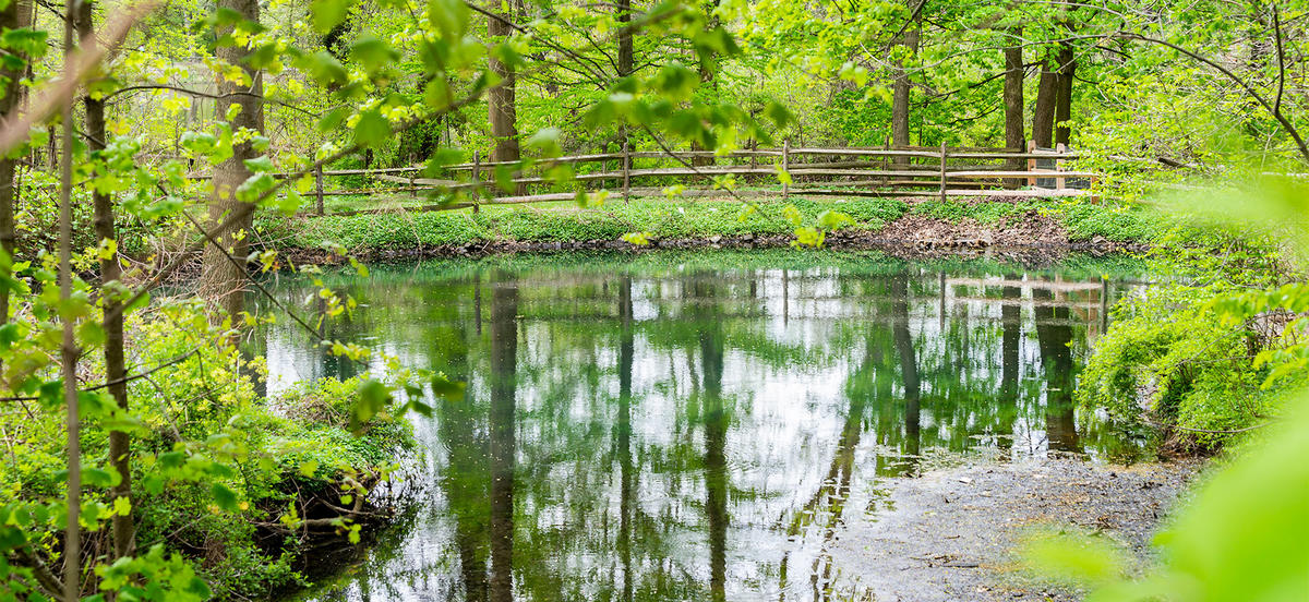 A picture of the upper duck pond shows trees reflected in the water there.